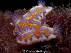 Chromodoris britoi
Juvenile trio by Cumhur Gedikoglu 